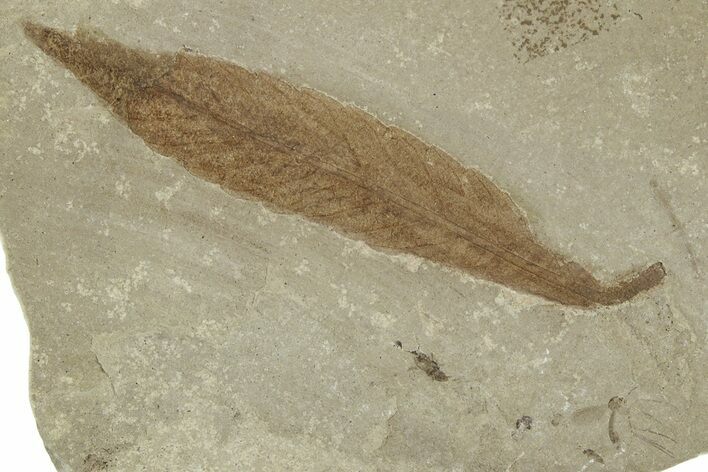 Fossil Leaf (Cedrelospermum) - Green River Formation, Utah #334181